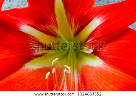 Lilium,  Red lily with rustic background wall
