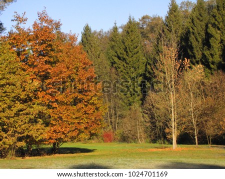autumn in the park, colorful trees