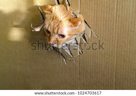 Red scotish folder cat escapes from the box through a clawed hole.