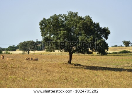 Countryside landscape. Cow and calves resting under the cork oak tree at sunset. Evora, Alentejo, Portugal