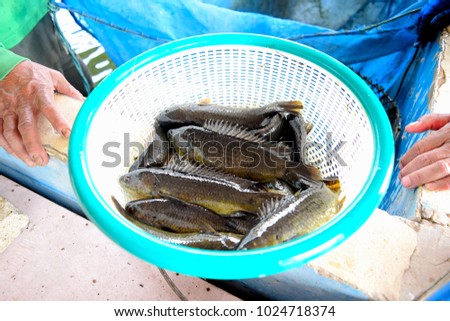 This picture show a freshwater fish in basket during the harvesting product at Aquaculture farm. a fishe has name Climbing Perch or Walking fish Scientific name Anabas testudineus It is economic fish