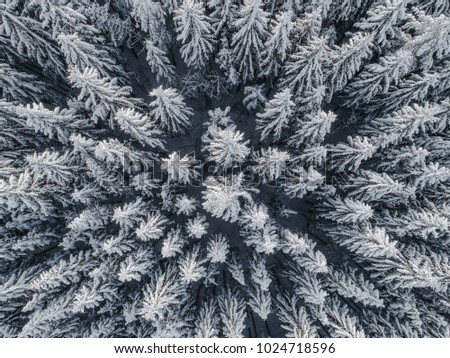 Aerial view on forest covered in snow 