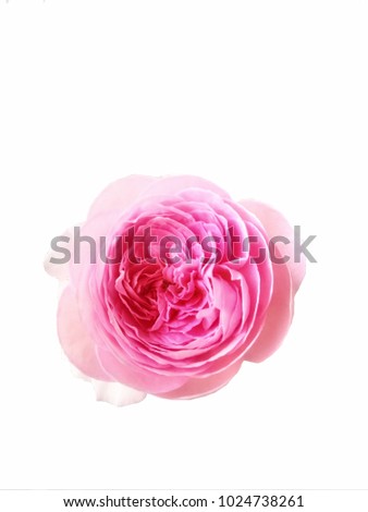 Mon Coeur is Rose-pink, lighter edges. Moderate, damask, musk fragrance.  It bred by Takunori Kimura. Introduced in Japan. On the white background.