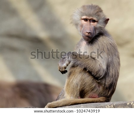 Single Hamadryas baboon in zoological garden