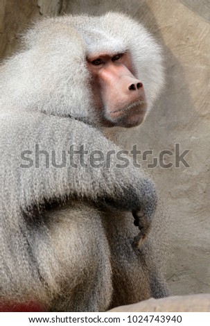Single Hamadryas baboon in zoological garden