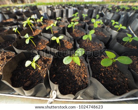 Row of plastic bags which contain young seedling sprouts in nursery shed Royalty-Free Stock Photo #1024748623
