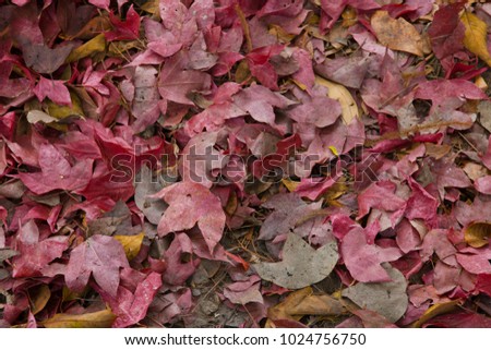 Texture of autumn maple leaves. 
