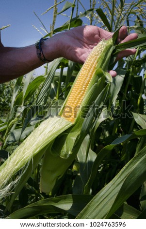 Freshly picked  by hand yellow corn in  corn field