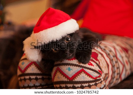 black kitten in a Santa Claus hat