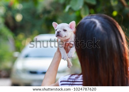 Hands of female holding a white french bulldog puppy with sleepy face.