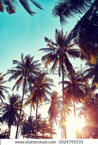 Color toned picture of coconut palm trees silhouettes at sunset, vacation concept.