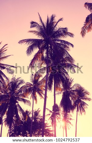 Vintage toned picture of coconut palm trees silhouettes at sunset, vacation concept.