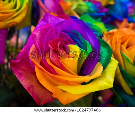 Group of colourful  rose with seven colour or rainbow rose.