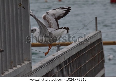 Bird trying to get balance on a rope