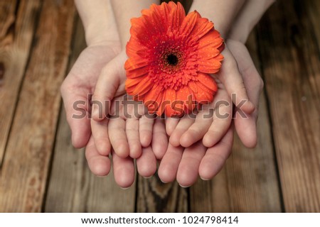 Female and children's hands hold a big orange flower. Concept Mother's Day. Wooden background