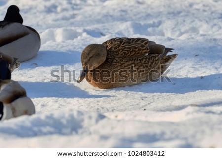 Ducks on a frozen lake.