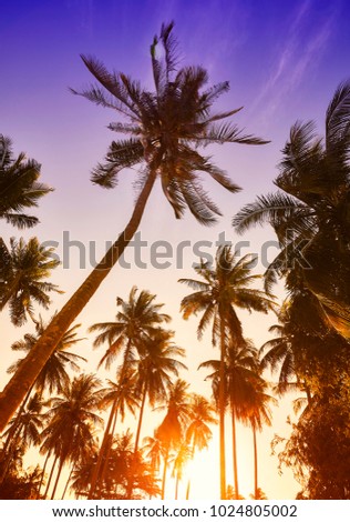 Color toned picture of coconut palm trees silhouettes at sunset, vacation concept.