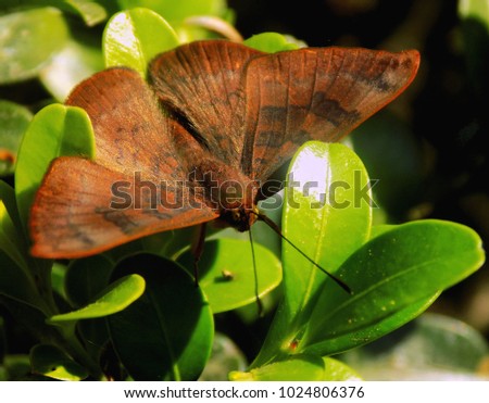 Macro Brown Butterfly, Xalapa, Veracruz, Mexico