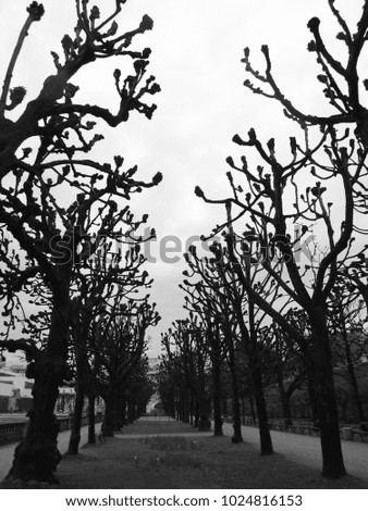 Silhouette of Alley trees, Tree branches in black and white at Mirabell palace, Salzburg ,Austria