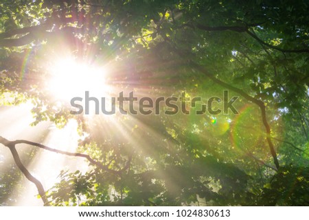 Morning sun rays in forest 