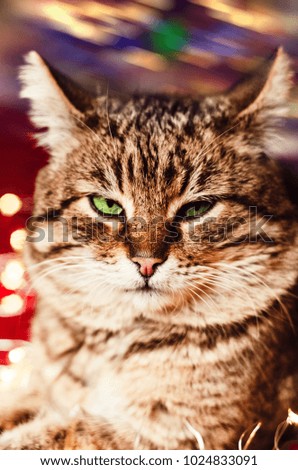beautiful cat. menacing look. close-up