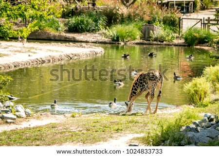 Young Giraffe is drinking water in the zoo.