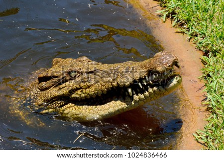 Head of saltwater crocodile (Crocodylus porosus), out of water. Royalty-Free Stock Photo #1024836466