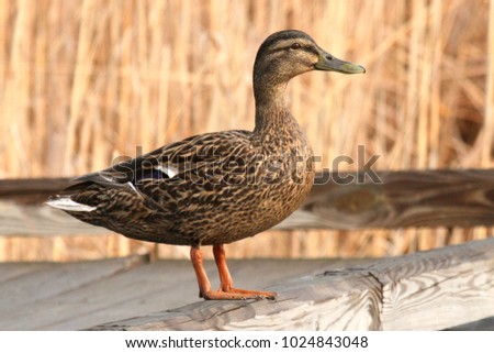 Mallard duck hen standing on wooden boardwalk