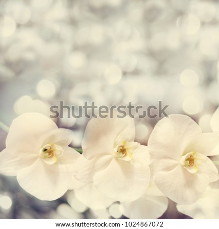 Delicate bokeh blurry background with nice white orchid flowers. Vintage toned picture.