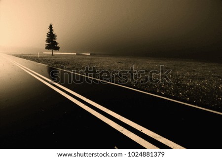 lonely tree on a foggy road - vintage photo for interior decoration