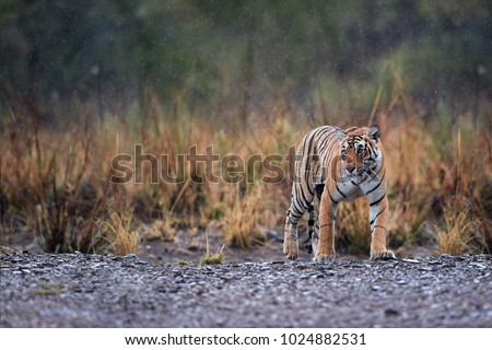 Wild Bengal tiger, Panthera tigris in heavy rain. Tigress walking on gravel, emerging from yellow grass, perfectly camouflaged. Tiger in its natural habitat. Ranthambore wildlife photography, India. 