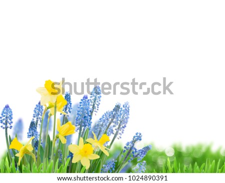 Spring bluebells and daffodils border over white background