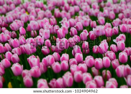 Pink tulips flowers. Beautiful springtime background. Seasonal photography.