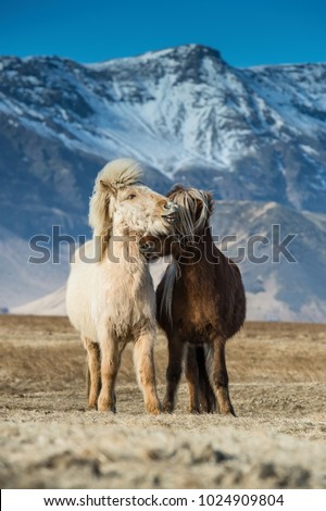 The beautiful horses during courtships on the Icelandic plains. In the background are the mountains with beautiful blue sky.
