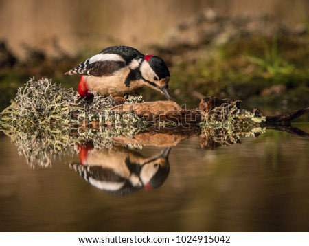 The Great Spotted Woodpecker, Dendrocopos major is sitting at the forest waterhole, reflecting in the  surface, preparing for the bath, colorful background and nice soft light 
