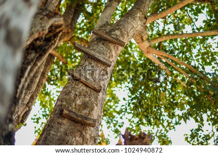 Wooden boards nailed onto a high tree forming a ladder in vertical upward perspective.