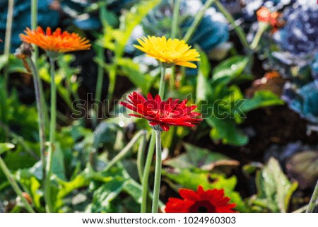 Close up of Gerbera flower, Thailand.