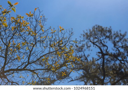 Outdoor zooming closeup uprisen view of beautiful branch of a tree with yellowish leafs in front of blurry  another tree as background under clear blue sky