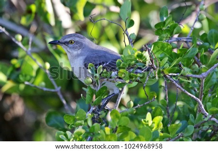 A Northern Mockingbird (Mimus polyglottos) perched in a tree in Everglades National Park, Florida.
