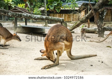 Cute and funny of Agile wallaby (Macropus agilis). It also known as sandy wallaby.