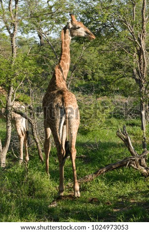 African giraffe in the wild