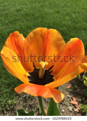 A picture of a beautiful, radiant orange tulip in our backyard.