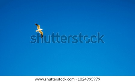 a bird flying high in a clear blue sky