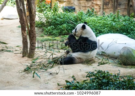Cute giant panda eating bamboo in Malaysia zoo