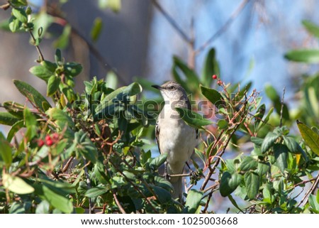 one mockingbird foraging for berries, perched in bush. They are best known for the habit of some species mimicking the songs of other birds and the sounds of insects and amphibians