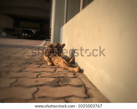 A cat with orange and black fur is sitting on his bottom on a cement pathway with blurry background and attentively licking his stomach for cleaning up himself.
