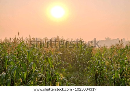 a front selective focus picture of organic young corn field at agriculture farm. 