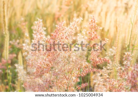close-up of flowers in autumn of a tall grass species on sunset background, used to background,grass flower with lake background.Grass on the roadside in the evening sun shines.