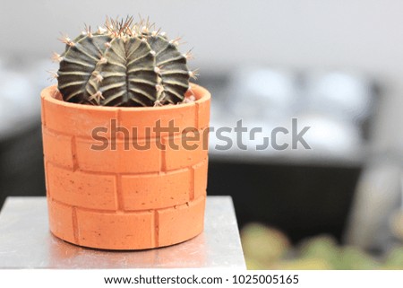 Beautiful plants cactus