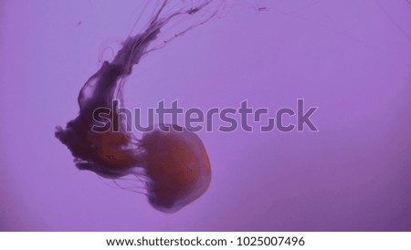 Beautiful Jellyfish (Chrysaora fuscescens) Floating Through the Ocean
